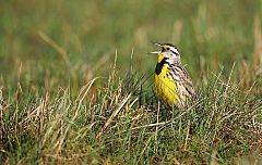 Eastern Meadowlark